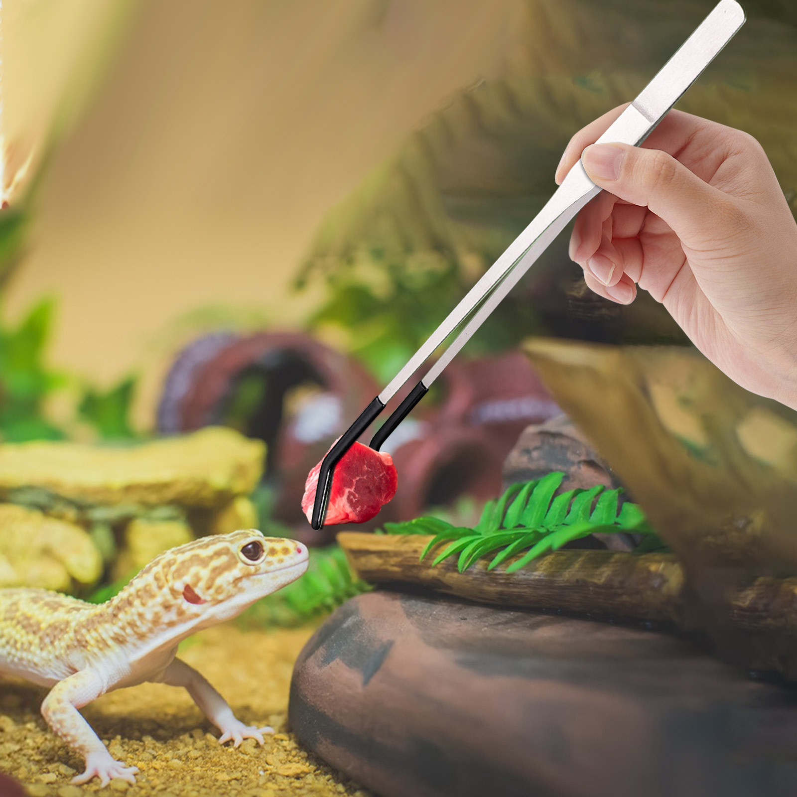 Water Dish Reptile - สแตนเลสสัตว์เลื้อยคลานให้อาหารแหนบยาวแหนบสําหรับสัตว์เลื้อยคลาน,จิ้งจก,แมงมุม,Tarantula,Hedgehog,งู,Aquarium