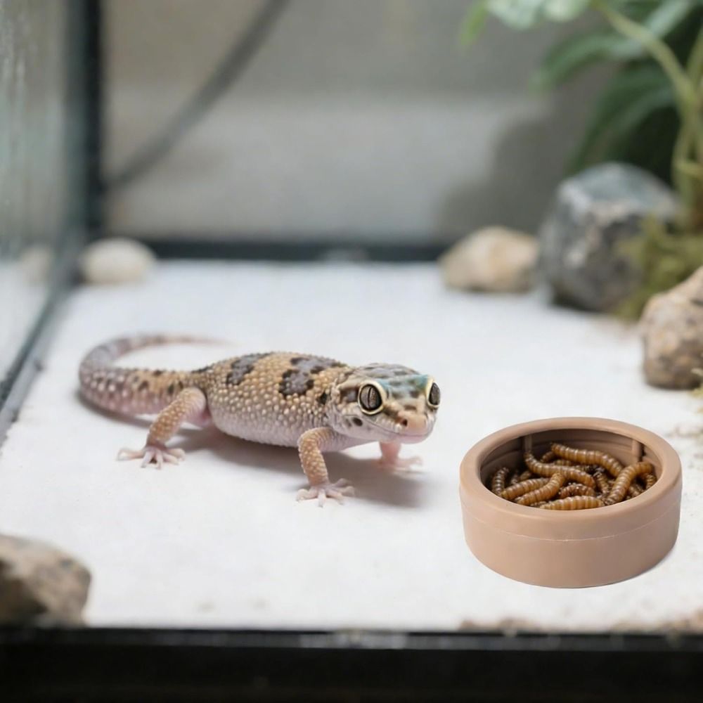 จานอาหารสัตว์เลื้อยคลานแบบพกพา - Water Dish Reptile บทวิจารณ์และราคา