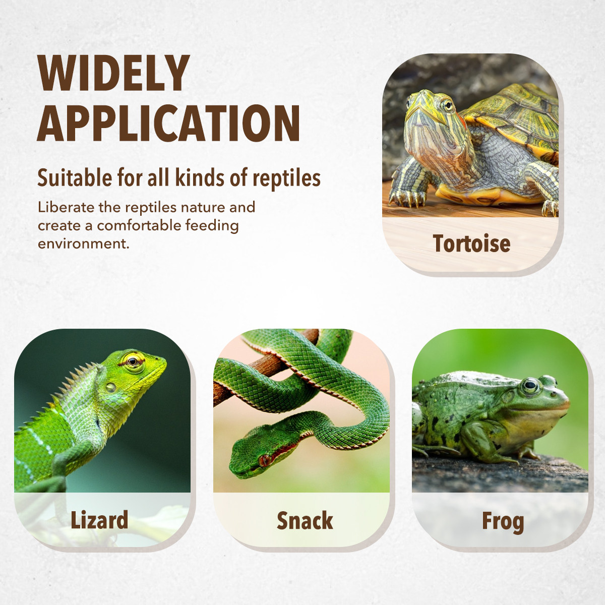 จานให้อาหารสัตว์เลี้ยง ชามให้อ - Water Dish Reptile บทวิจารณ์และราคา
